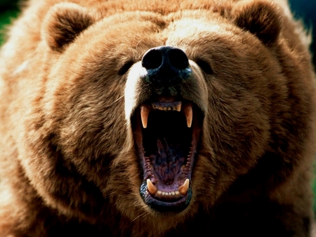 scary-bear.jpg